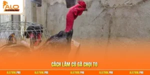 Cách làm cổ gà chọi to