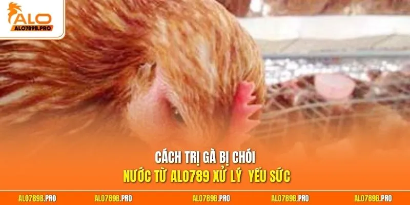 Cách trị gà bị chói nước từ Alo789 xử lý yếu sức