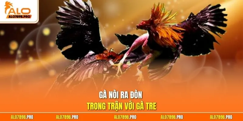 Gà nòi ra đòn trong trận với gà tre