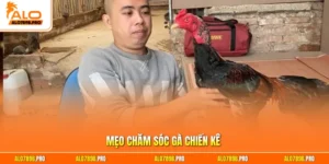Mẹo chăm sóc gà chiến kê