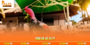 Trận đá gà 24 tỷ